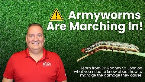 Pest Alert - Armyworms Are On the Move!