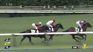 2025年5月31日京都7R 4歳以上2勝クラス 芝2000m ハニーコム