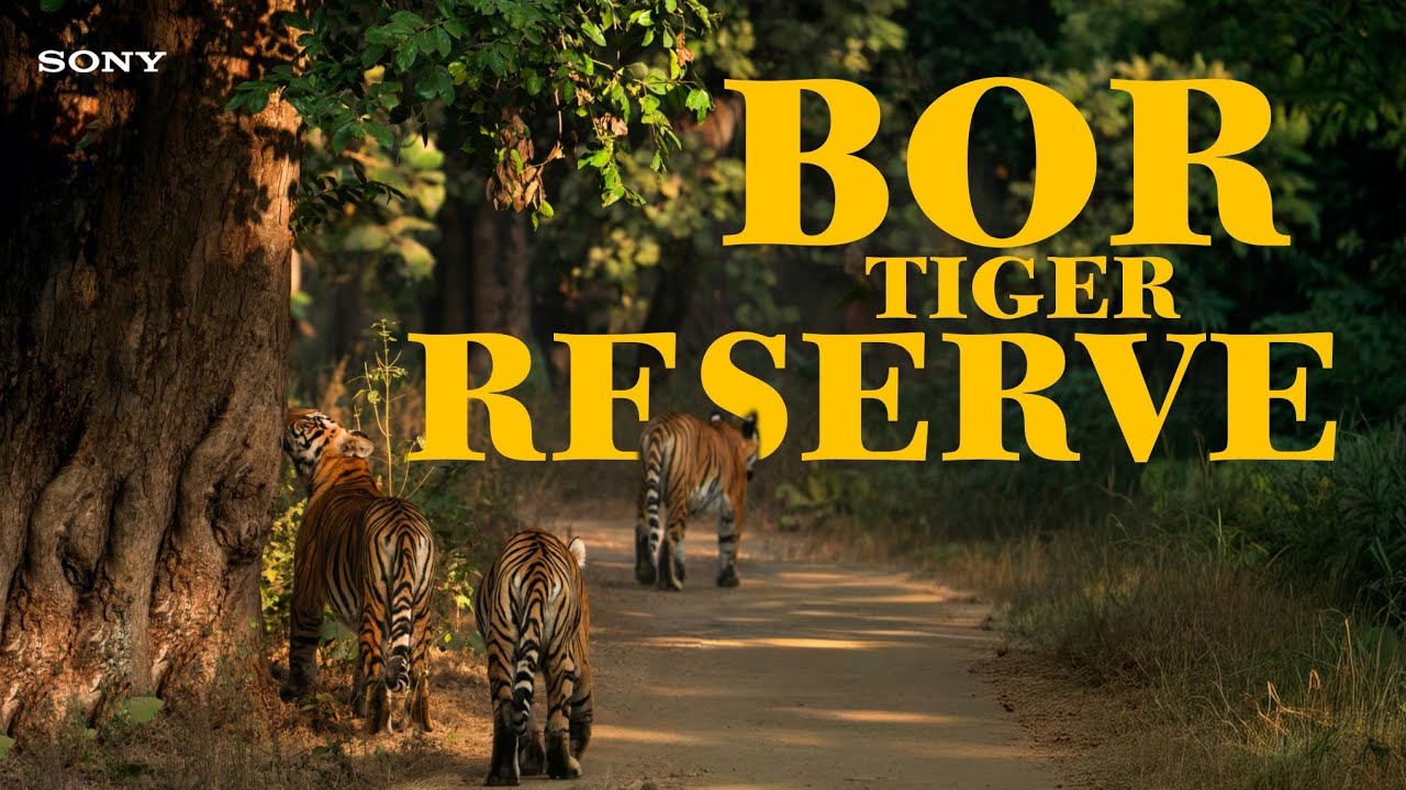 BOR TIGER RESERVE | BORDHARAN | KATRINA TIGRESS & CUBS | WILDLIFE | TIGER'S OF INDIA | BTR | TIGERS🐅