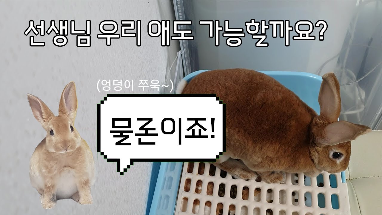 토끼도 배변 훈련이 된다구요? 힐링 토끼 귀여운 펫 (Rabbits can also be potty trained?) 