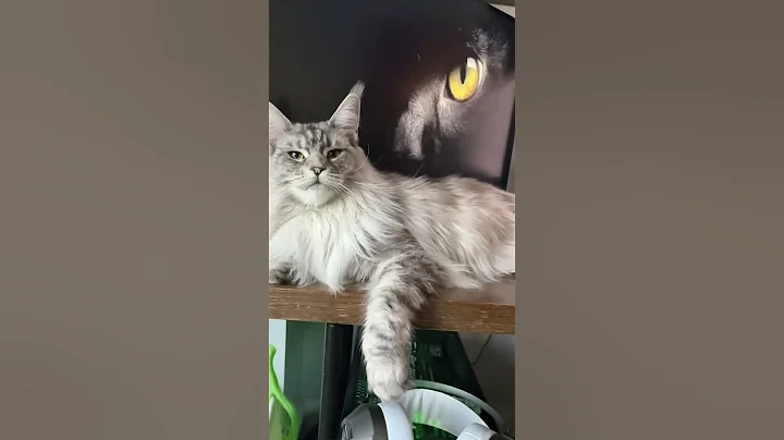 Video 4608771: mains coon cat mainecoon, gorgeous maine coon cat, maine coon cattery