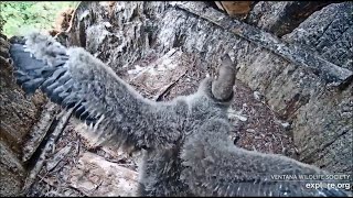 Big Sur CA Condors ~ Condor Chick Iniko Celebrates 4th Of July With  Hopping & Flapping! 🎉 🎇 7.4.20