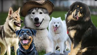 Top 20 Most Expensive Dog Breeds in the World