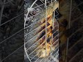 سمج سموج مصطفى الحجي سمك بغداد اكسبلور Explore لايك سمج سموج مصطفى الحجي سمك بغداد اكسبلور Explore لايك