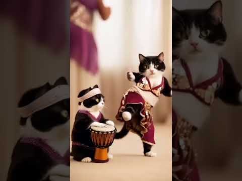 Котики барабанщики котики