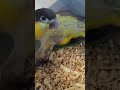 Caique's being caique's. #parrot #parrots #silly #cute #birds #baby #babybirds #adorable #playing