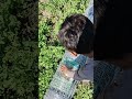 kheto ka raja👸🏻 🤫💯#minivlog #shortvide hao #villagerlifestyle edit