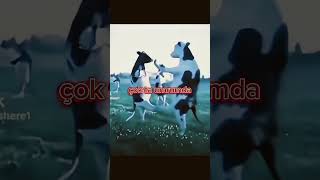 He Aynen Aynen He He