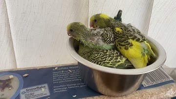 Budgie Nest Box Clean