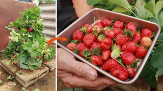 Growing strawberries at home quickly produces a lot of fruit - Strawberry Tower