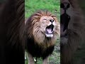 Amazing with lionsavelions