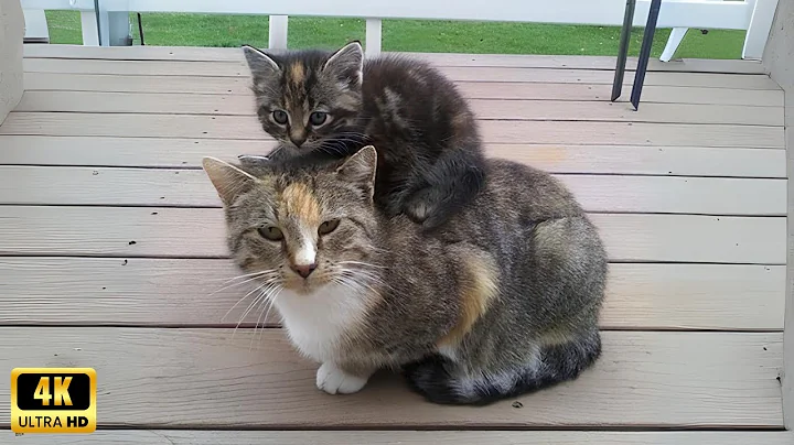 Watch the video about Cat first time being mom