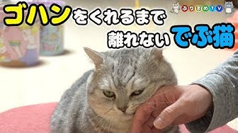 でぶ猫 Youtube