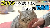 でぶねこ Youtube