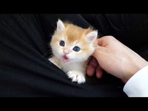Cute kitten that somehow opens its mouth when petted...