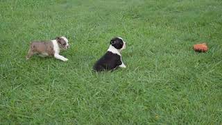 Boston Terrier Puppies For Sale