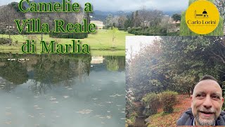 Le camelie di Villa Reale di Marlia #lucca #marlia #2024 #spring