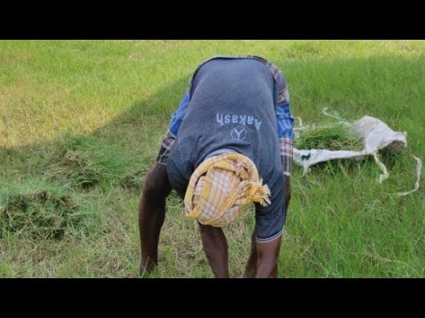 Green Grass Collection