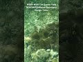 329 Cebu Philippines 289 148 The Scenic View NEMO 5 Marine Sanctuary Olango Cebu 
