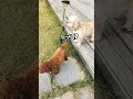 쉬는중 옆집 개짖는소리에 깜놀!!!#강아지 #cute#puppy #반려견