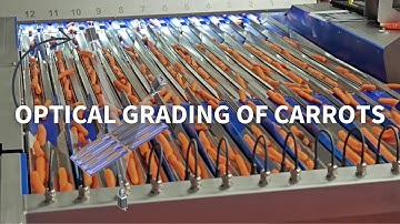 Optical grading of snack carrots