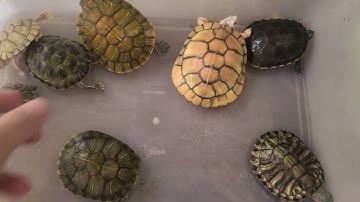 Đọc tên các loại rùa tai đỏ đang có tại Ú Ù P.S CPC