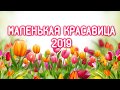 Маленькая красавица 2018 - награждение