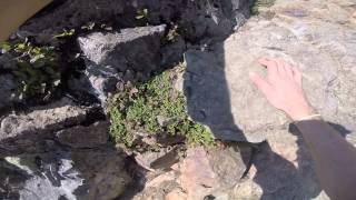 Gopro, mt si haystack climb. Part 2