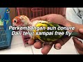 How Sun Conure Grow Up From EGG until Free Flight!!!