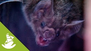 Bat Hunting A Chicken