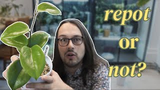 When to repot your hoyas and what pots to use