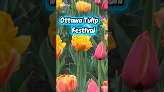 Tulip Festival Ottawa Canada 🇨🇦