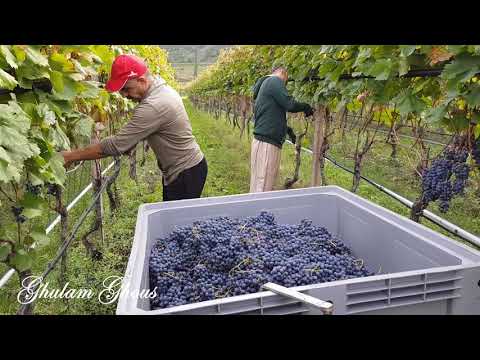 Video: Dopo La Raccolta Dell'uva: Ruoli Di Vinificazione Invernale