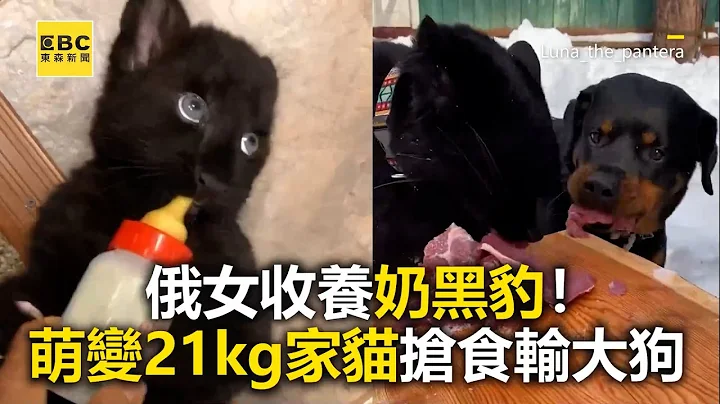 俄女收養奶黑豹！萌變21kg家貓搶食輸大狗 @newsebc - 天天要聞