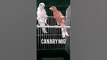 تناسق الوان بينهما مدهش وكأنهما كابل عصفور طيور عصافير Canario Kenari Canary Birds Bird 