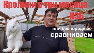 Кролики в три месяца: НЗБ или беспородные, сравниваем.