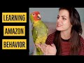 Leo Helps Me Teach Amazon Behavior | PARRONT TIP TUESDAY