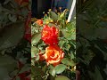 Кожен має бути на своєму місці.Квіти  в клубі огірочки на городі. початок серпня огірочків немає