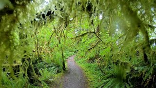 Quinault Lake And The Cedar Bog