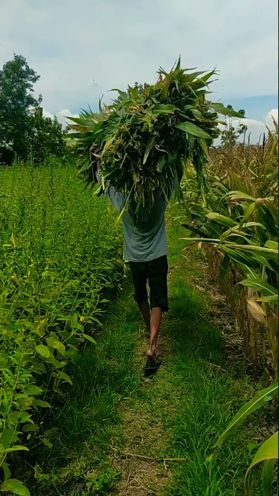 perburuan osetan atau daun jagung #shorts #ngarit #btsanjing