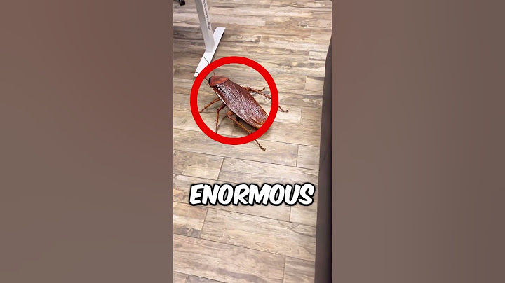 The Biggest Cockroach In The World 😱 (minibricks.co)