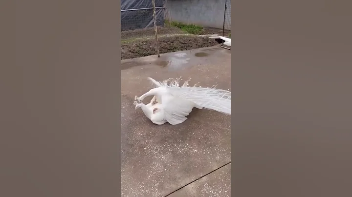 Peacock 🦚 🦚 Mating || White Peacocks mating #birds #shorts #mating