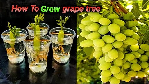 Best Skills how to grow Grape tree from grape fruit in water | 100% Growing easily try at home |