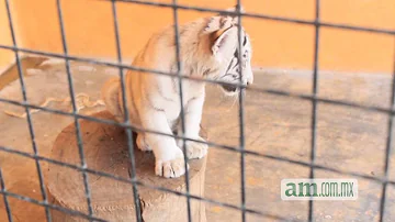 ¿Cuánto es el costo de un tigre?