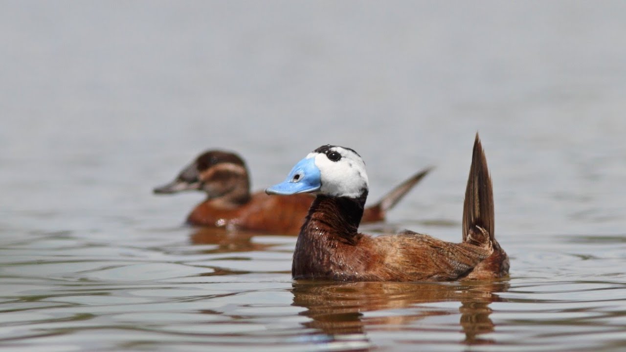 White headed duck