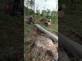 small orvex ,big tree
