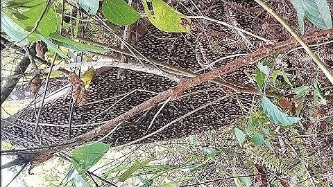 Tổ ong khoái bầu mật khủng - siêu phẩm mặt đất