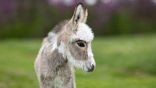 : Peek and Boo - mini donkey pair