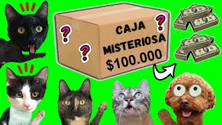 24 horas buscando la caja secreta y misteriosa de $100 en familia / Videos de gatos Luna y Estrella
