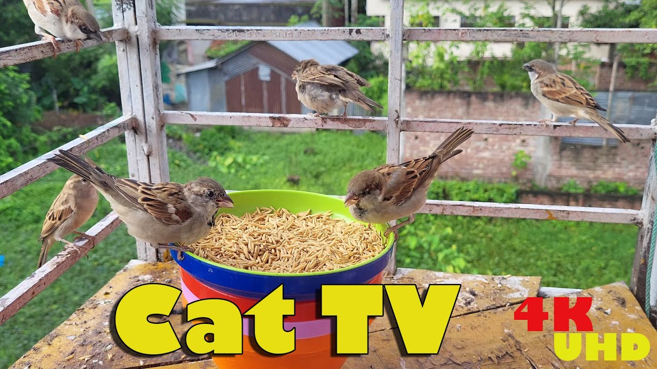 Cat TVChirping Birds and Squirrel Video compilations for cats and